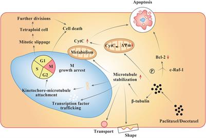 Platinum and Taxane Based Adjuvant and Neoadjuvant Chemotherapy in Early Triple-Negative Breast Cancer: A Narrative Review